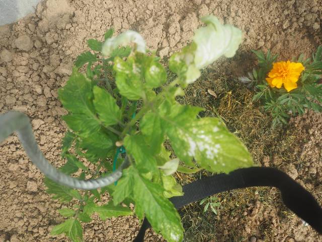 Oidium sur mes tomates