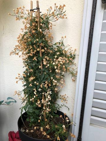 Jasminum polyanthum