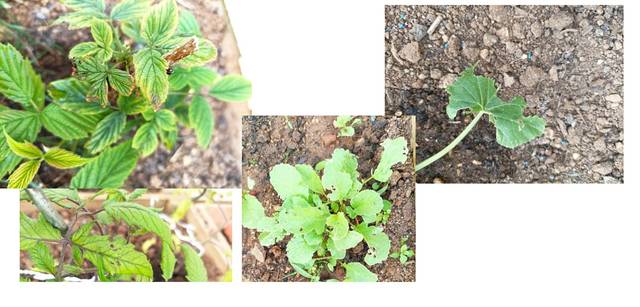 Trous dans mes plantations