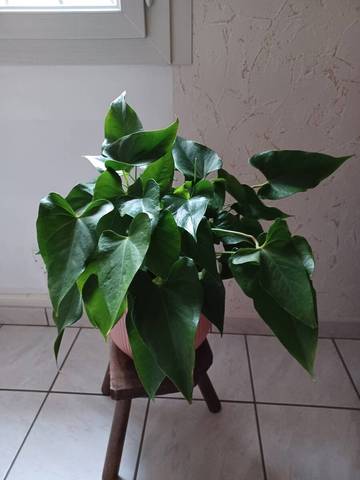 Anthurium ne fleurit plus
