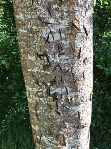 Écorce de prunus blessé 