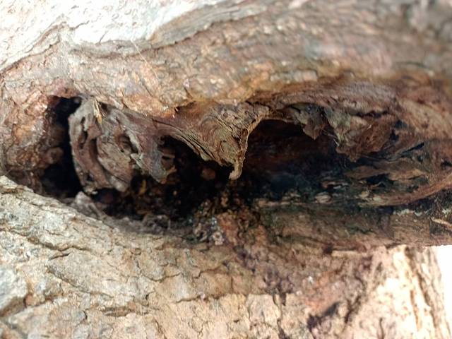 Combler les trous d'arbre