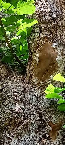 Mon tilleul a -t il un champignon ?