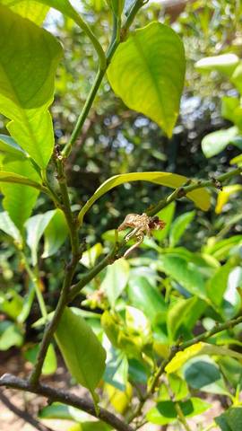 Mes citrons tombent