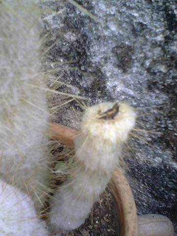 Mon cactus est-il malade ?