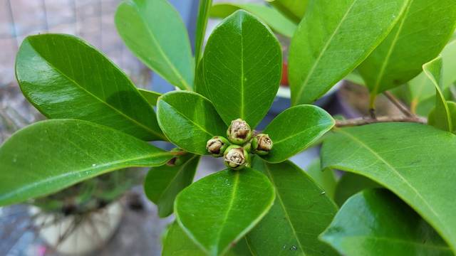 Fleurs psidium cattleianum