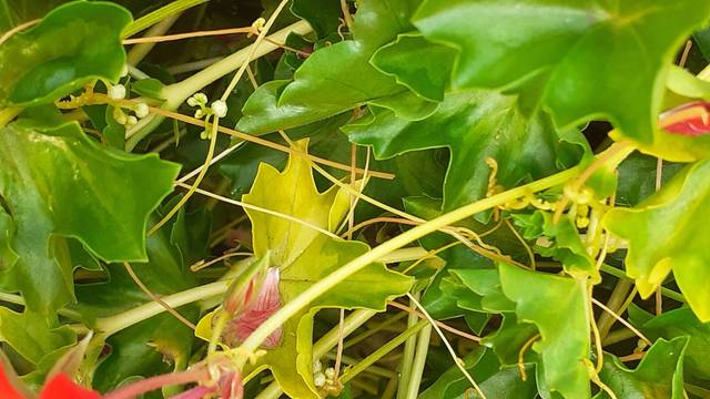 Plante parasite