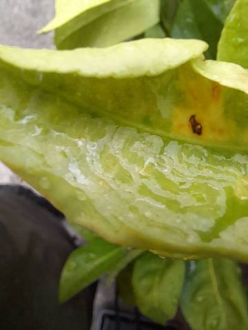 Feuilles de citronnier