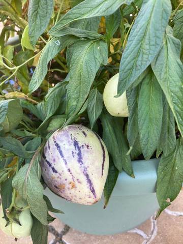 Poire melon