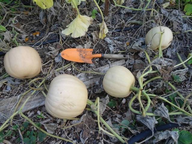 Forme des butternuts