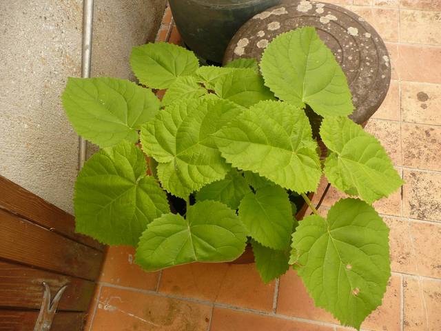 Identification d'une plante