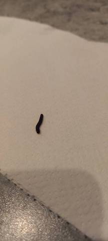 Identification insecte et chenille 