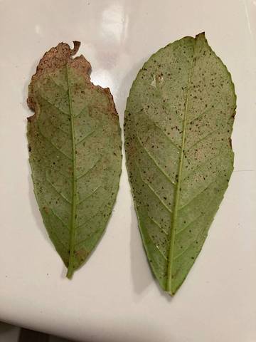 Laurier du caucase perd ses feuilles