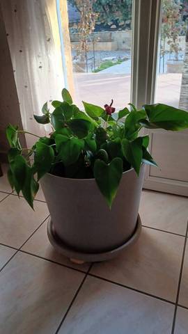 Anthurium ne fleurit plus
