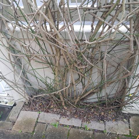 Nandina domestica en haie
