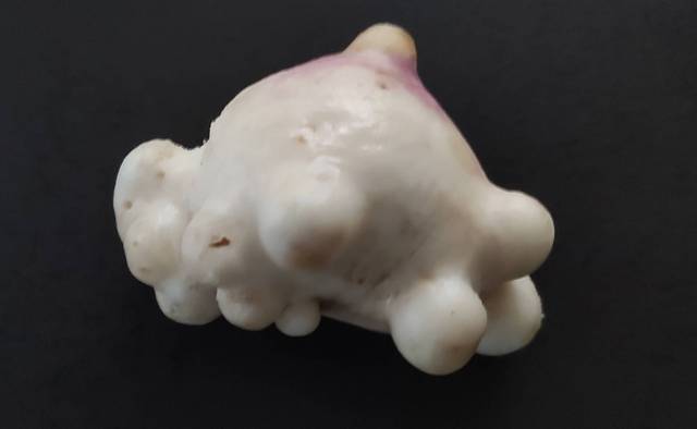 Navets difformes