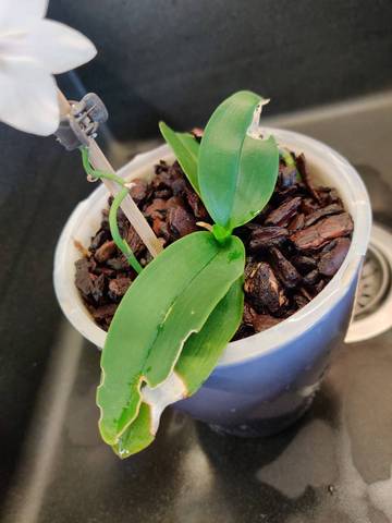 Feuille orchidée
