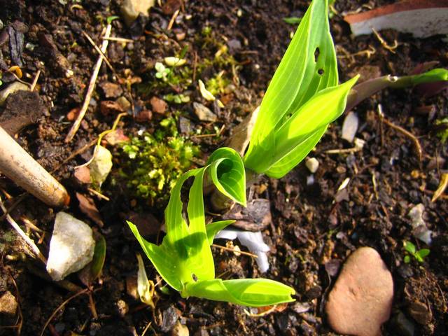 Feuilles trouées hosta