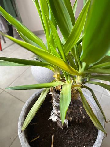 Conseils plantes méditerranéennes