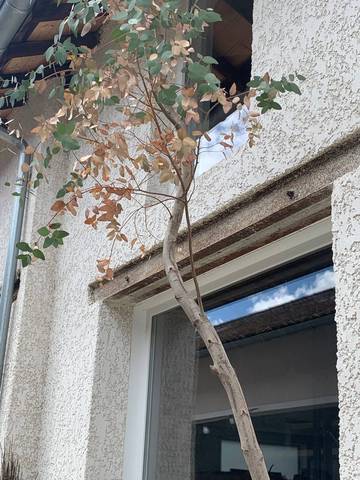 Tailler arbres en pot