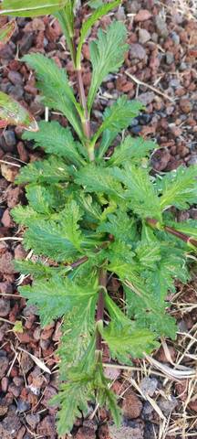 Verveine officinale ?