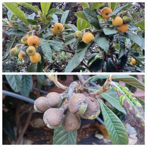 Neflier avec fruits