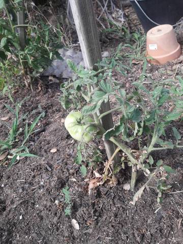 Mes tomates ne grandissent pas