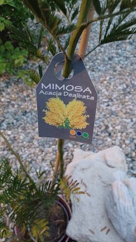 Jasmin non fleuri