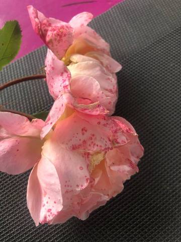 Mes roses ont des taches rouges
