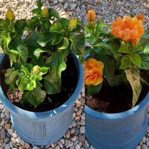 Hibiscus fané