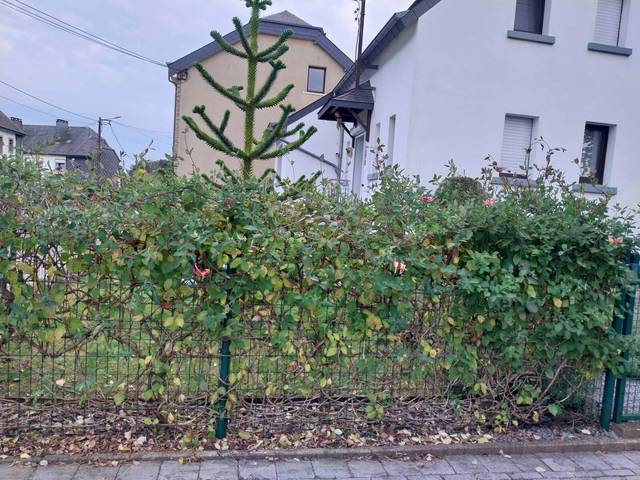 Chevrefeuille grimpant problème de taille