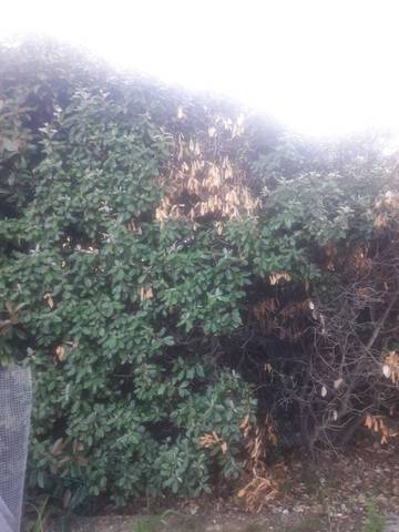 Photinias sechant