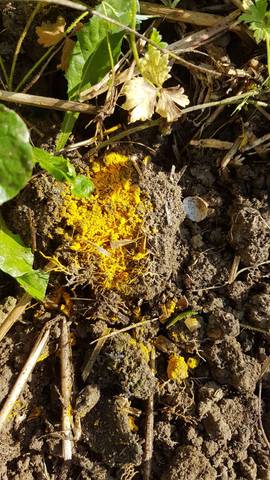 Poudre couleur soufre dans potager