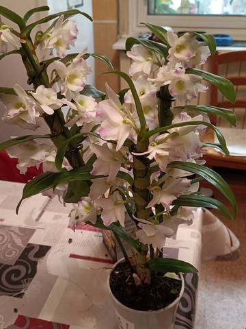 Nouvelle orchidée