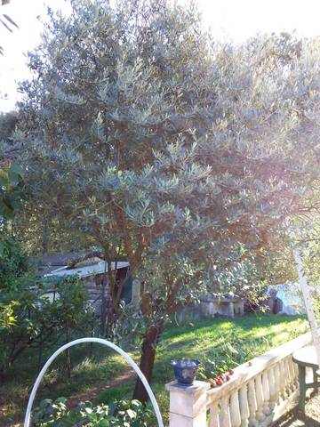 Olivier ne donne pas d’olives