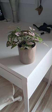 Plante aux pois