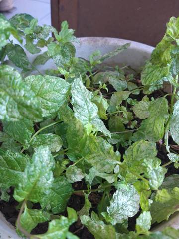 Engrais pour menthe en pot