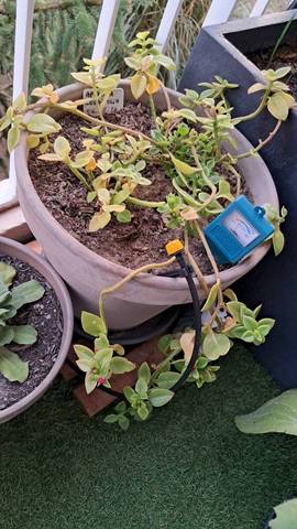Mon aptenia a les feuilles qui sèchent 