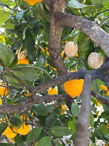 Citrons pelés sur arbre