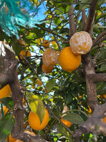 Citrons pelés sur arbre (suite)