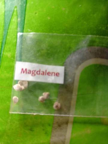 Renseignement variété de tomate rare