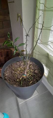 Citronnier perd ses feuilles et noircit 
