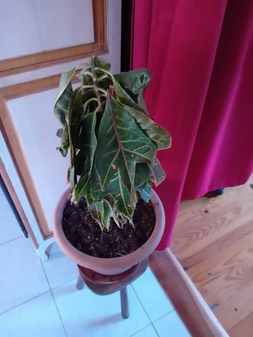 Une plante rempotée 