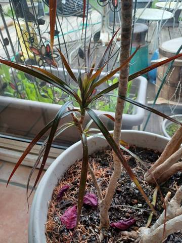 Comment arroser un dracaena