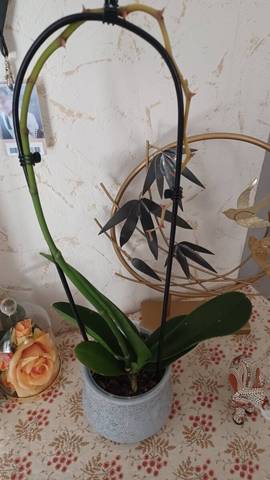 Mon orchidée est défleuri