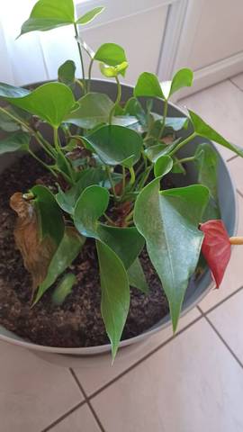 Mon anthurium se meurt