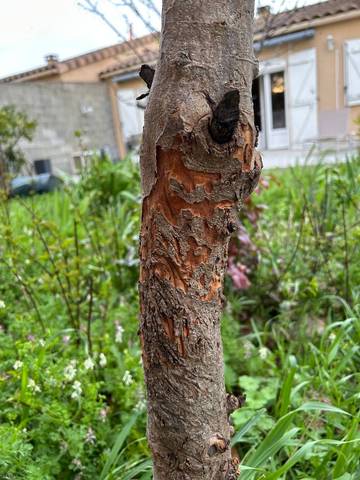 Questions Sur Arbres Conseils D entretien N 3