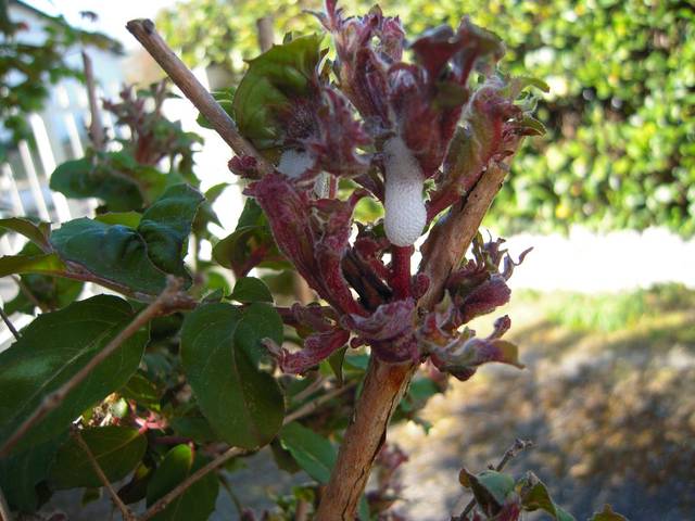 Fuschia vivace