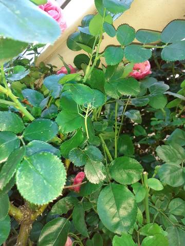 Phasmes sur les rosiers