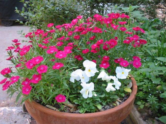 Oeillets en pot pour anne
